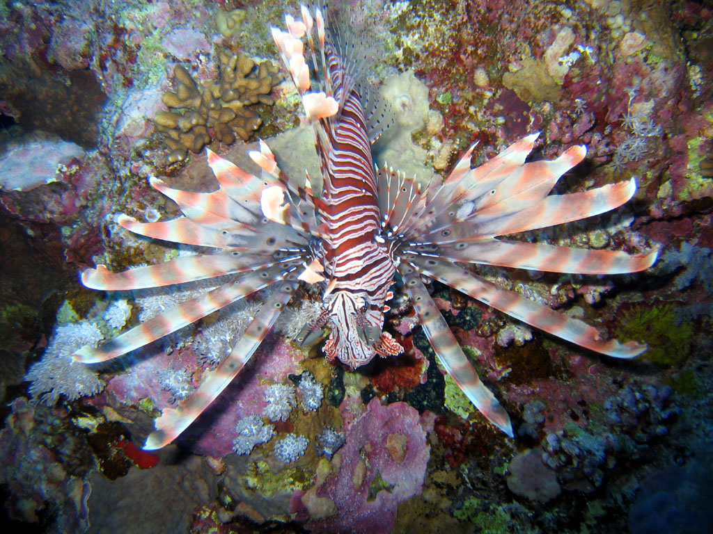 Pterois russellii (Pesce leone di Russell)